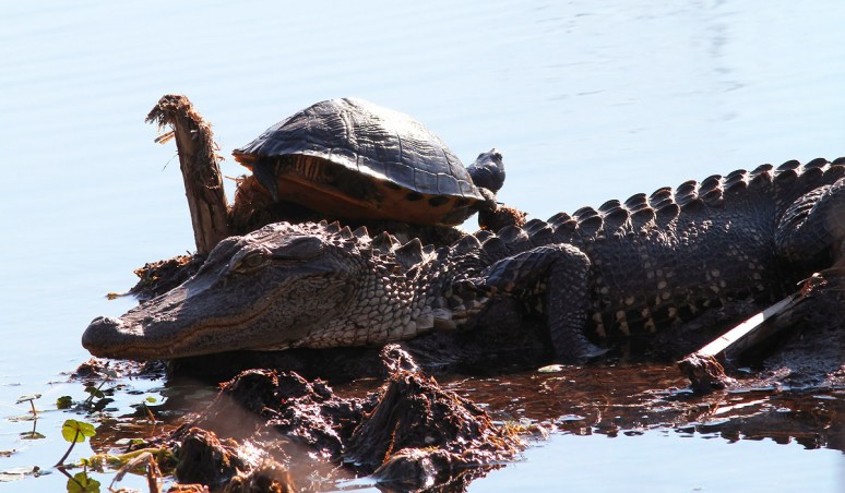 Alligator and Turtle in Swamp