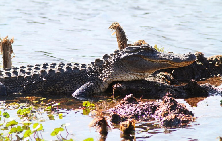 Alligators in the Swamp 