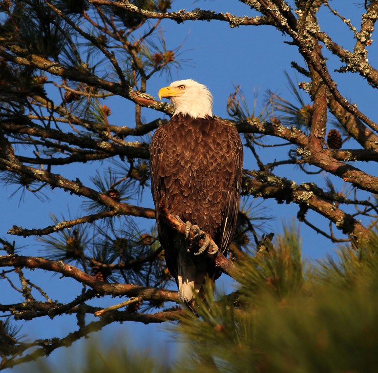 Bald Eagle Leaves the Pine Tree 