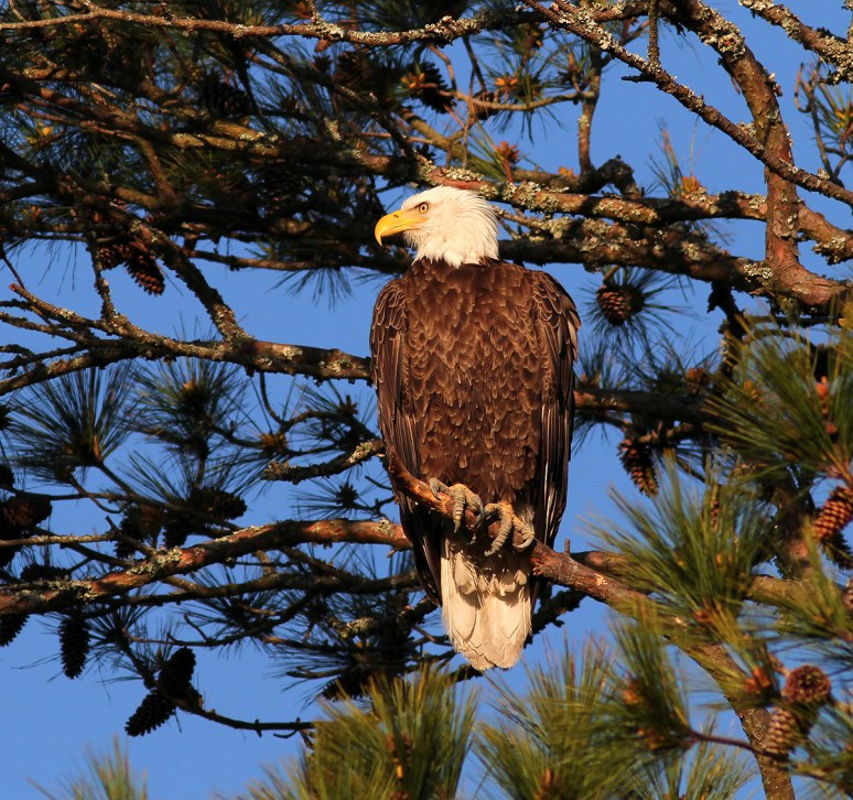 Bald Eagle Leaves the Pine Tree 