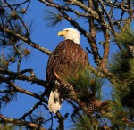 Bald Eagle Leaves the Pine&nbsp;Tree