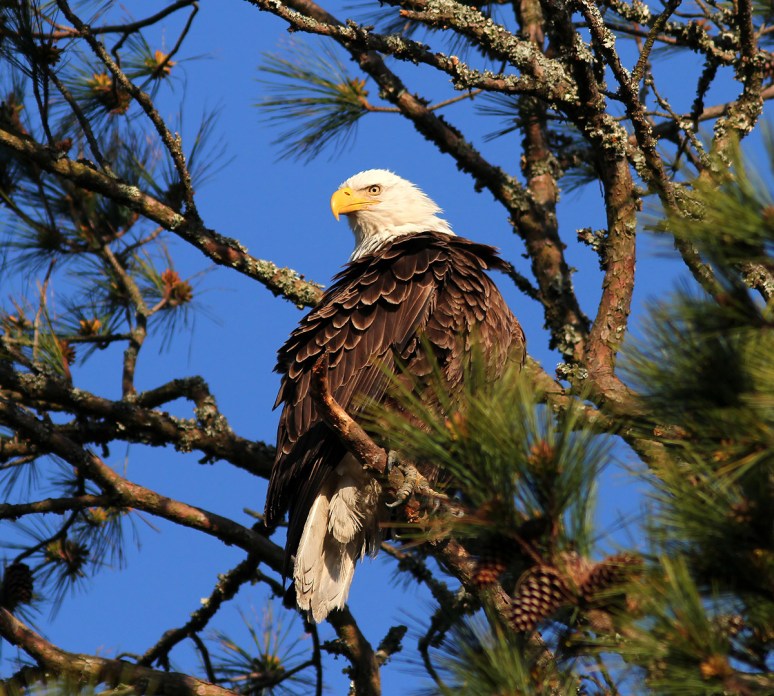 Bald Eagle Leaves the Pine Tree 