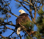 Bald Eagle Leaves the Pine&nbsp;Tree