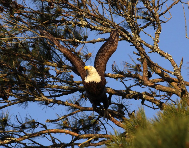 Bald Eagle Leaves the Pine Tree 
