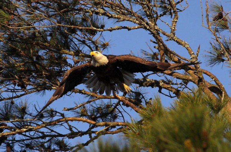 Bald Eagle Leaves the Pine Tree 
