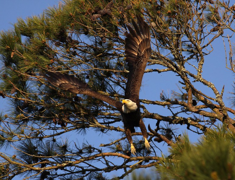 Bald Eagle Leaves the Pine Tree 