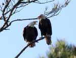 Bald Eagle Pair in&nbsp;Tree