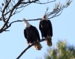 Bald Eagle Pair in&nbsp;Tree