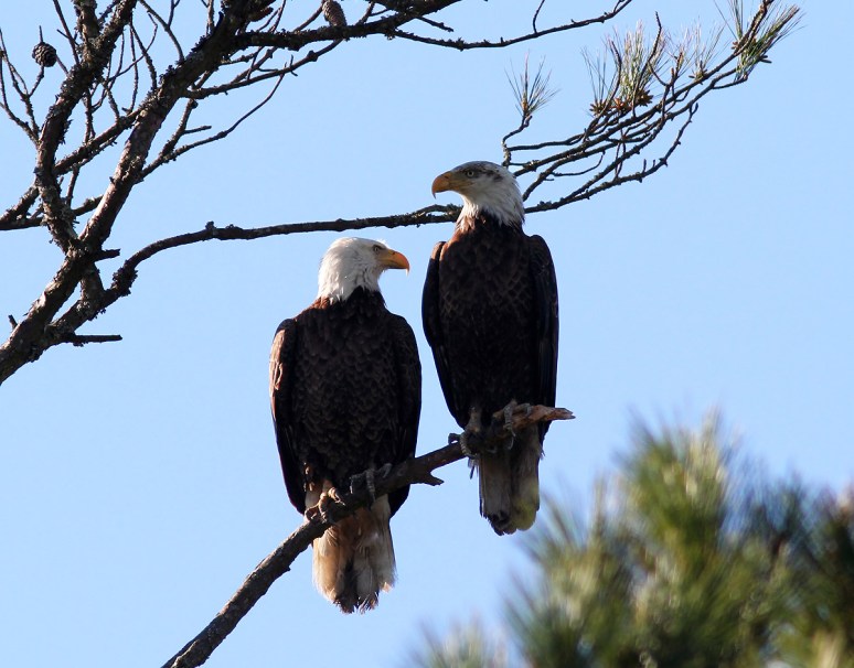 Bald Eagle Pair in Tree
