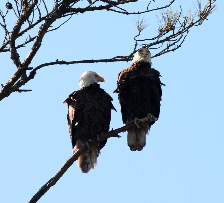 Bald Eagle Pair in Tree