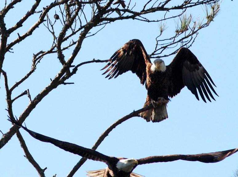 Bald Eagle Pair in Tree
