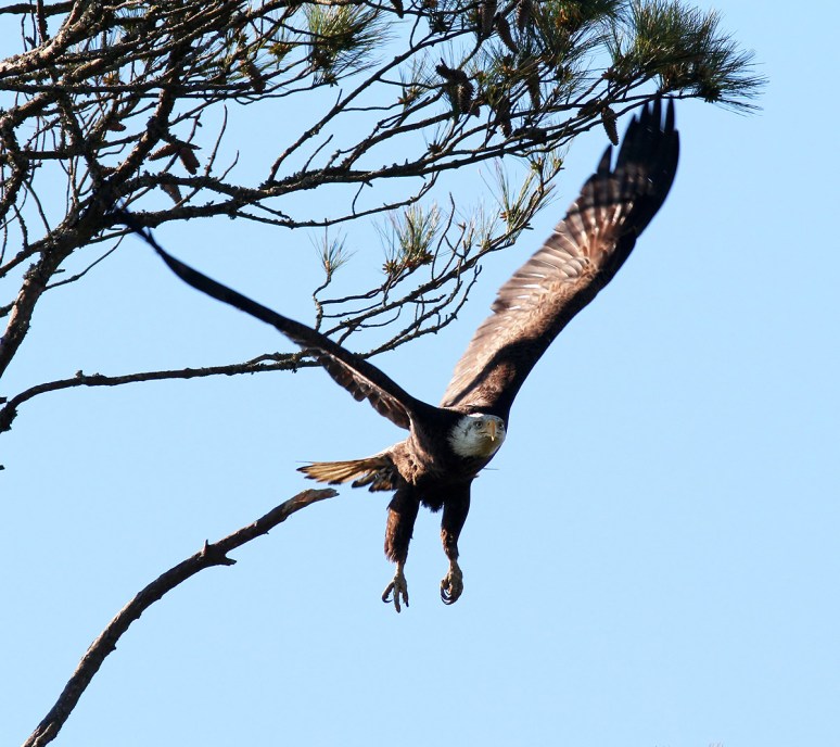 Bald Eagle Pair in Tree