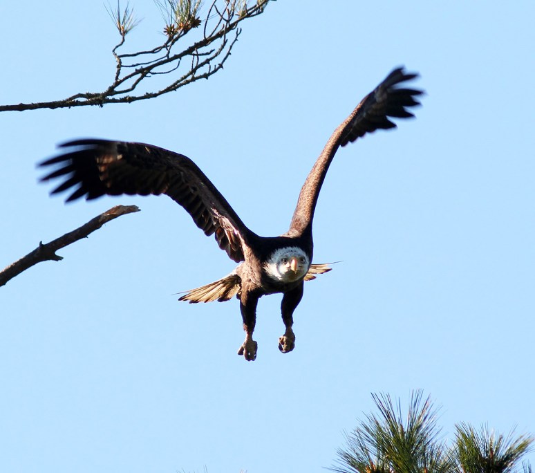 Bald Eagle Pair in Tree