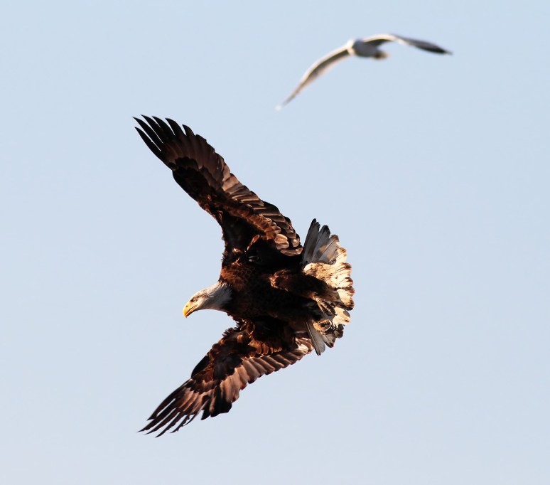 Bald Eagle Swoops In