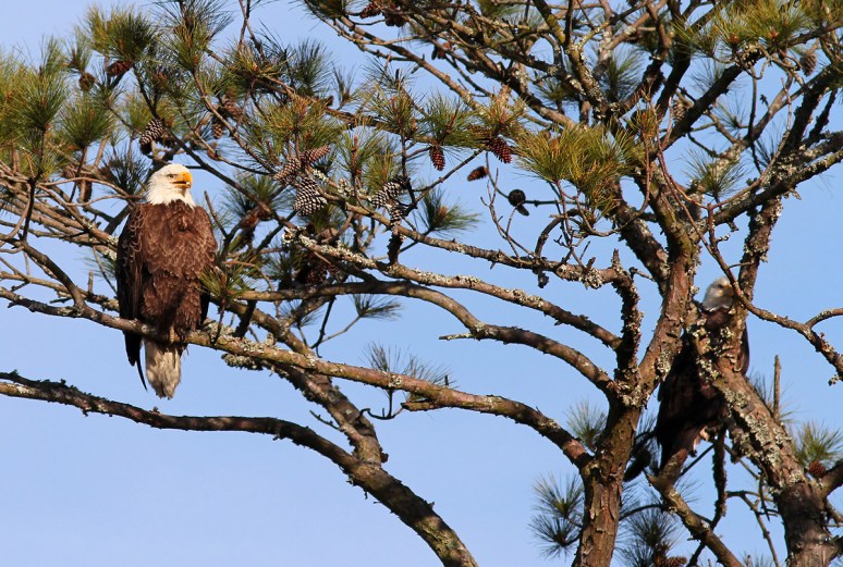 Bald Eagles in Pine Tree 