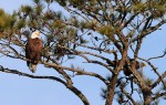 Bald Eagles in Pine&nbsp;Tree