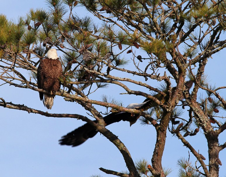 Bald Eagles in Pine Tree 