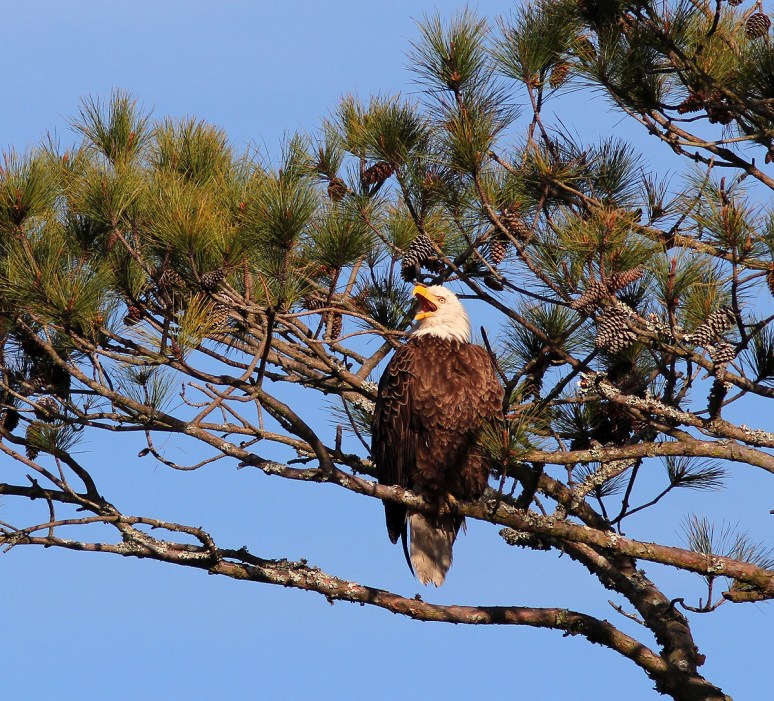 Bald Eagles in Pine Tree 