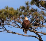 Bald Eagles in Pine&nbsp;Tree
