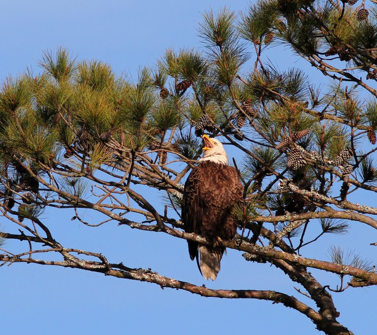 Bald Eagles in Pine Tree 