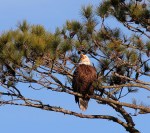 Bald Eagles in Pine&nbsp;Tree