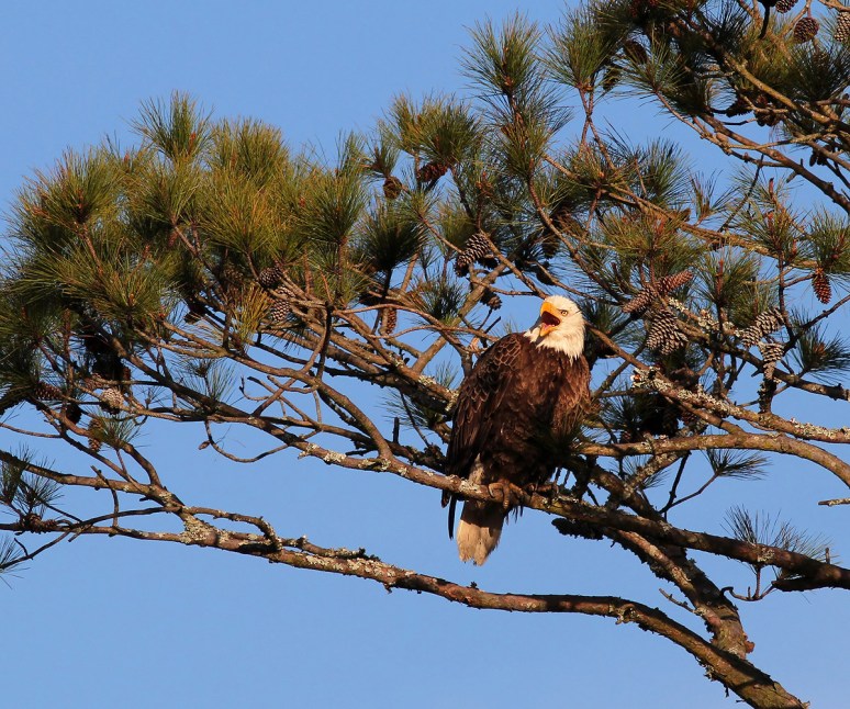 Bald Eagles in Pine Tree 