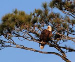 Bald Eagles in Pine&nbsp;Tree