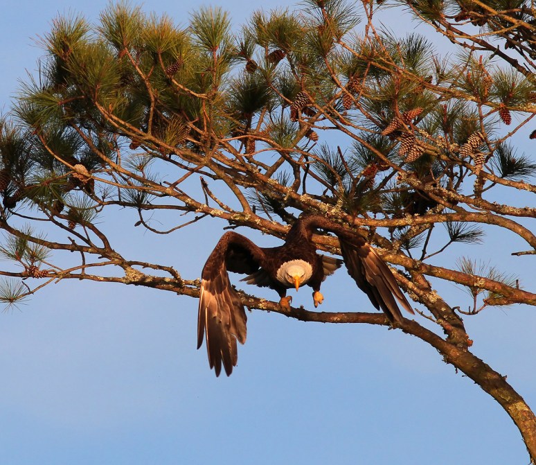Bald Eagles in Pine Tree 