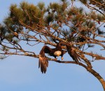 Bald Eagles in Pine&nbsp;Tree