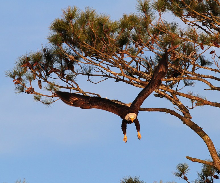 Bald Eagles in Pine Tree 