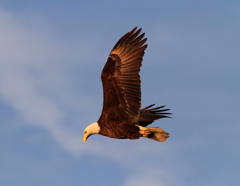 Bald Eagles in Pine Tree 09