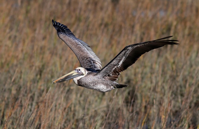 Brown Pelican