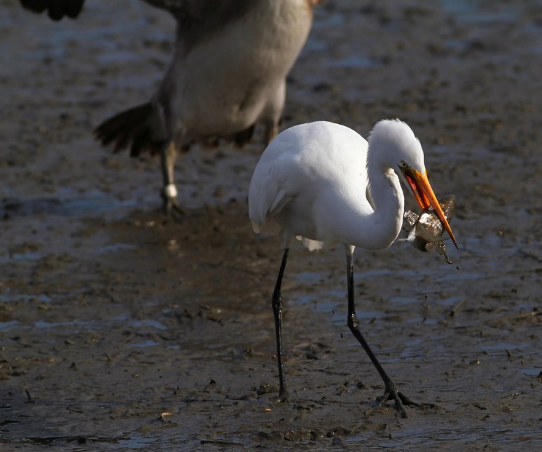 Egret Chased By Pelican 