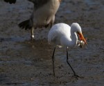 Egret Chased By&nbsp;Pelican