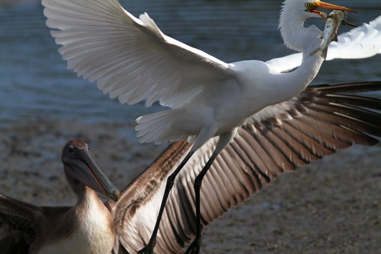 Egret Chased By Pelican 