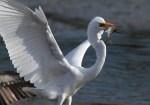 Egret Chased By&nbsp;Pelican