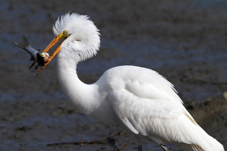 Egret Chased By Pelican 