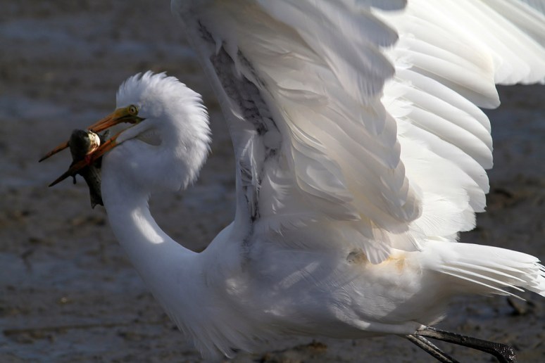 Egret Chased By Pelican 