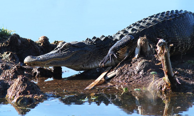 Gators in the Swamp