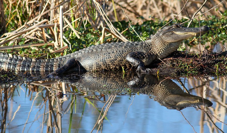 Gators in the Swamp