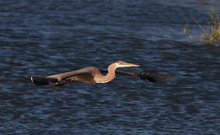 GBH Late Afternoon Flight at Marsh 