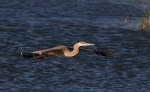 GBH Late Afternoon Flight at&nbsp;Marsh