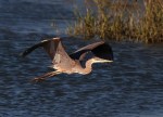 GBH Late Afternoon Flight at&nbsp;Marsh
