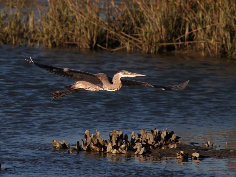 GBH Late Afternoon Flight at Marsh 