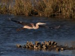GBH Late Afternoon Flight at&nbsp;Marsh