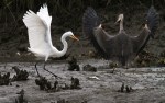 GBH Takes Fish From&nbsp;Egret