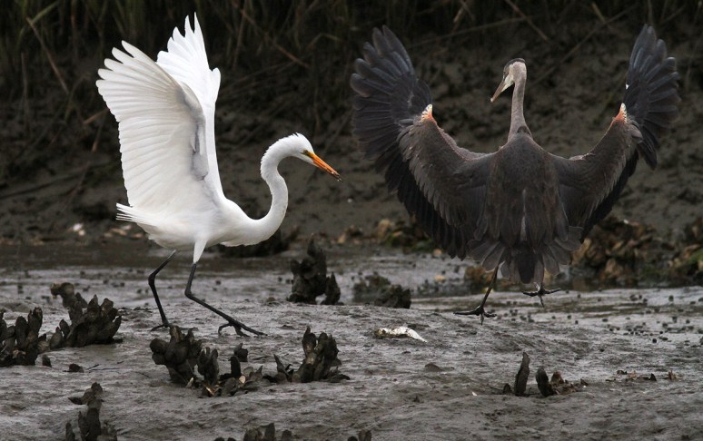 GBH Takes Fish From Egret