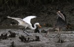 GBH Takes Fish From&nbsp;Egret