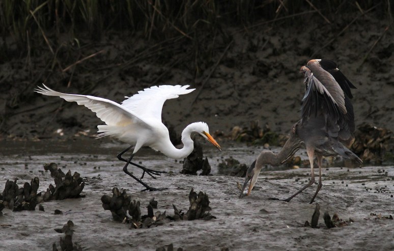 GBH Takes Fish From Egret