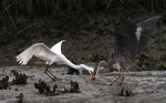 GBH Takes Fish From&nbsp;Egret